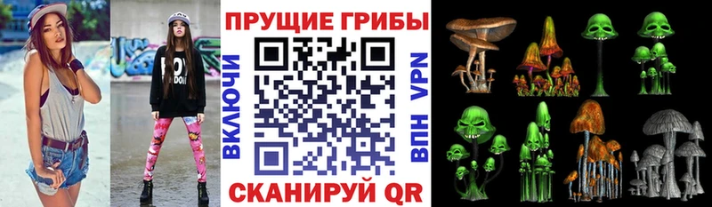 где купить   Ирбит  Псилоцибиновые грибы Psilocybe 